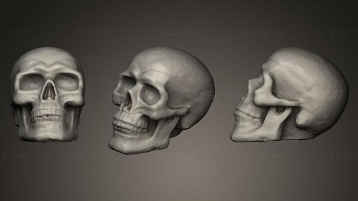 Анатомия скелеты и черепа (ANTM_0044) 3D модель для ЧПУ станка